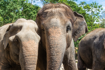 Close up, Asian elephants flock together.の写真素材