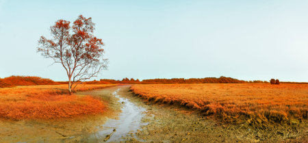Panorama, orange meadow with dry river at evening