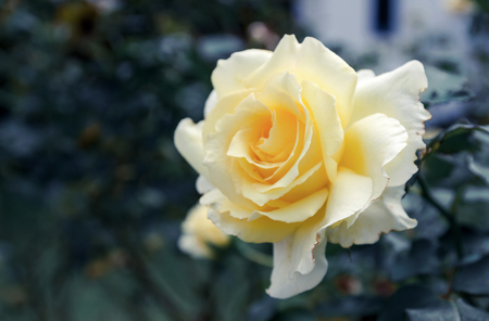Yellow roses meaning Bright, cheerful and joyful create warm feelings and provide happiness. They bring you and the friendship you share the purist of colors, represent innocence, purity and charm.の写真素材