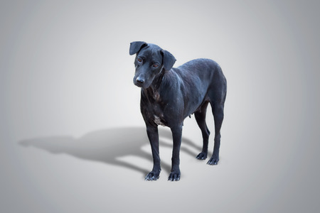 Black Dog isolated on gray baclground with clipping path.Black Dog's eyes are sad.の写真素材
