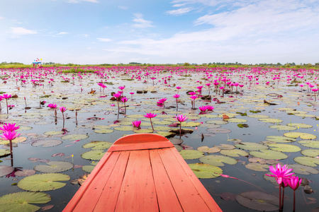boat was sailing out into the Sea of red lotus.の写真素材