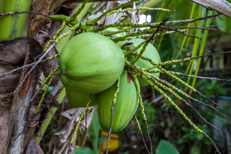Coconut on tree