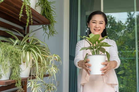 Middle-aged Asian woman is holding a plant pot to arrange a backyard.の写真素材