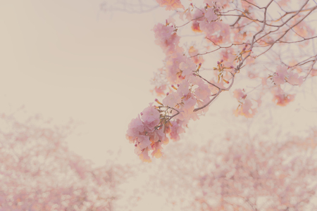 soft focus, pink flowers (Tabebuia rosea) on the branches, background imageの写真素材