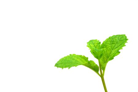 Top of Mint leaves on a white backgroundの写真素材