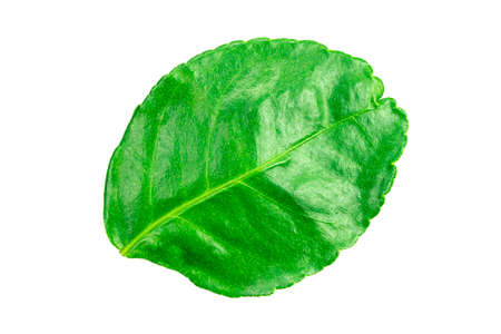 Kaffir lime leaves isolated on white backgroundの写真素材