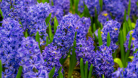 Blue hyacinths that are planted as garden brushes Look naturally beautiful