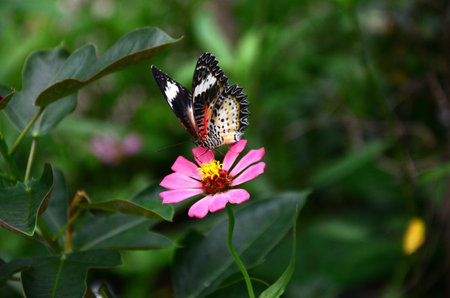 Butterfly caught on the flowers in the garden