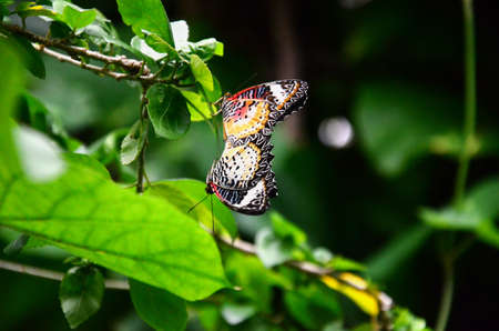 Butterfly in the gardenの写真素材