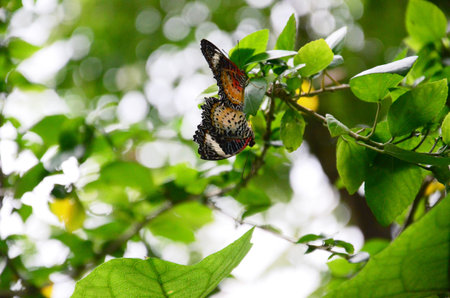 Butterfly caught on the flowers in the garden