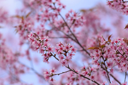 Pink flower on tree with nice blue sky (thailand, sakura)