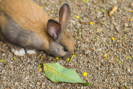 Baby brown rabbit in litter farm of Thailand.の写真素材