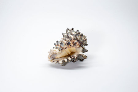 close up of a seashell on white background with clipping path