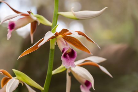Close-Up White Orange Pink and Purple Orchid, Thailandの写真素材