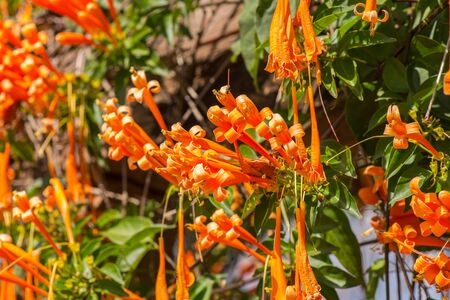 Detail of colorful flowers at flower and garden showの写真素材