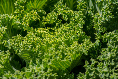 close up of a leaf of fresh organic kale with an interesting pattern and texture on top of the leafの写真素材