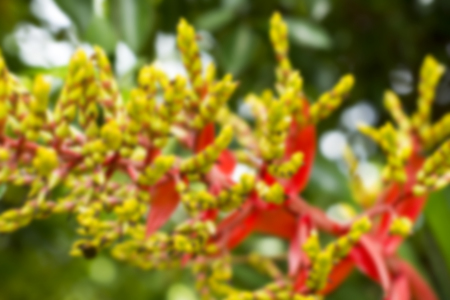 Blurred photo of  forest.,  Plant out of focus, Natural backgroundの写真素材