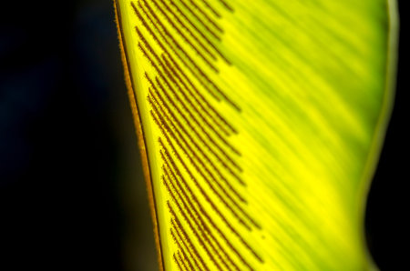 close-up image, fern blade with many spore lines.の写真素材