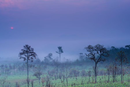 Sunrise and morning mist with silhouette trees and savanna filed at Thing Salaeng Luang National park, Thailandの写真素材