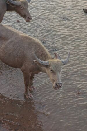 Buffalo on wetland, thalay-noi Waterfowl Reserve Park,  Phatthalung Province, Thailandの写真素材