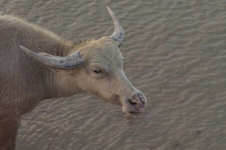 Buffalo on wetland, thalay-noi Waterfowl Reserve Park,  Phatthalung Province, Thailandの写真素材