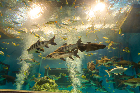 Freshwater fish ,in the Bungchawak Aquarium of Supanburi Province, Thailandの写真素材