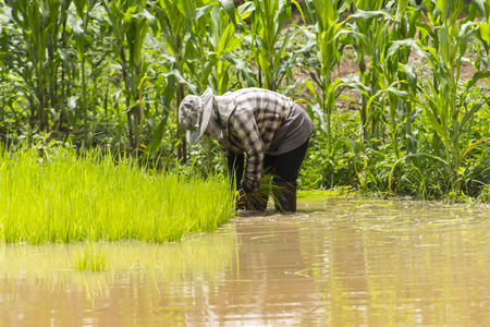 Farmers - the farming of Thailand started already in the fieldの写真素材