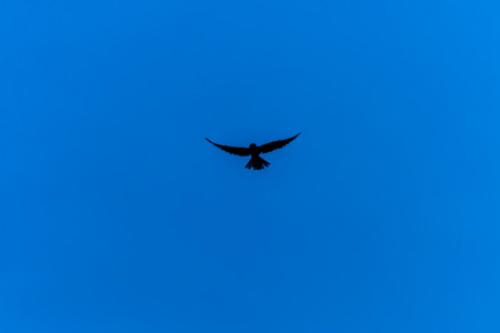 Silhouette of flying bird in clear blue skyの写真素材