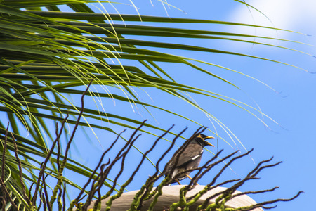 Common myna (acridotheres tristis) bird on coconut tree, background blue skyの写真素材
