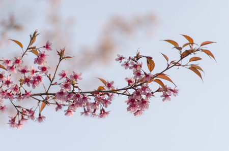 Sakura flowers blooming blossom in Phu-Lom-Lo, Loei Province, Thailandの写真素材