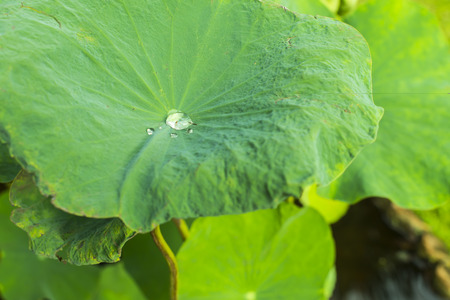 Lotus leaf with water drops effect greenの写真素材