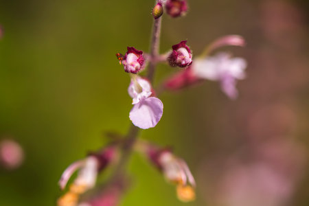 Macro : Purple inflorescence in open field in westen Thailand.