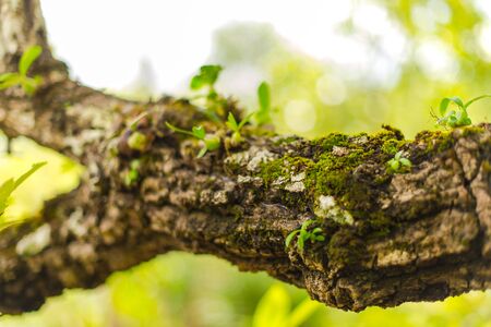Tree laden with moss and orchid, blur background.の写真素材