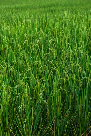 Green Terraced Rice Field in Pa Bong Pieng , Mae Chaem, Chiang Mai, Thailandの写真素材