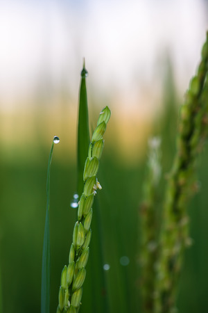 Green Terraced Rice Field in Pa Bong Pieng , Mae Chaem, Chiang Mai, Thailandの写真素材
