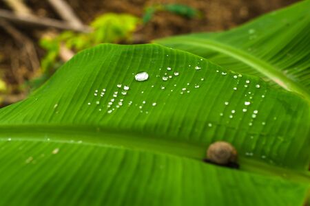 Close up Banana leaf texture with water drops. Selective focusの写真素材