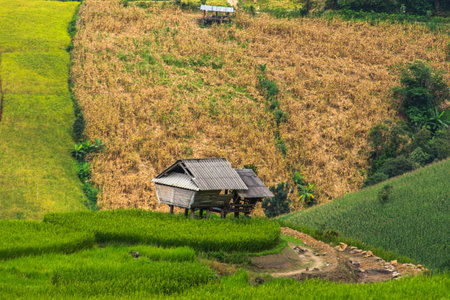 Terraced Rice fields ,Pabongpieng, Chiang Mai,Thailand.の写真素材