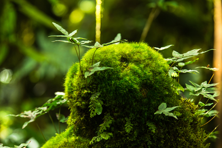 Thailand tropical forest jungle, Chiangmai, Thailandの写真素材