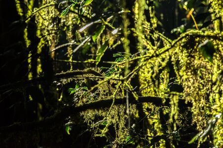 Thailand tropical forest jungle, Chiangmai, Thailandの写真素材
