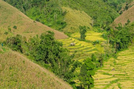Green Terraced Rice Field and hut in northern, Thailandの写真素材