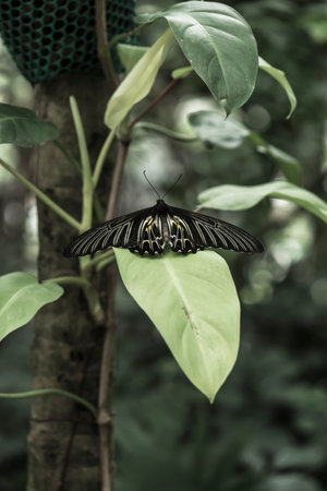 Butterfly beautiful in the nature, wildlife, Natural green background