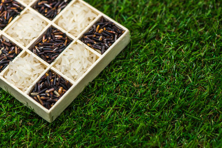 Jasmine rice black rice and white rice in a little box on grass, Sensitive Focusの写真素材