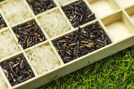 Jasmine rice black rice and white rice in a little box on grass, Sensitive Focusの写真素材