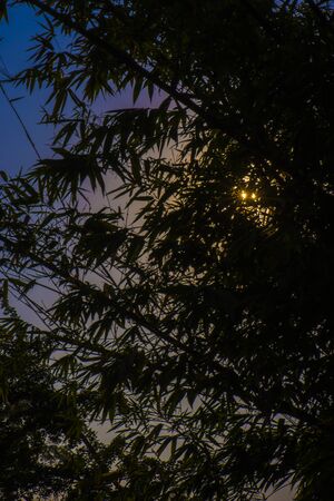 Bamboo forest with light and shadow from the sun., dark effectの写真素材