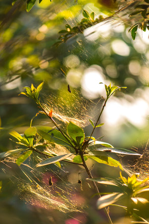 Close-up of a mysterious spider net. spider webs, Sensitive Focusの写真素材