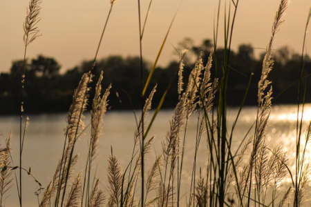 on a green lawn in the sunset. the sun's rays fall on the grass flowers. grass grows directly out of the water.の写真素材