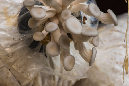 Oyster mushrooms fresh mushrooms closeup, sensitive focus
