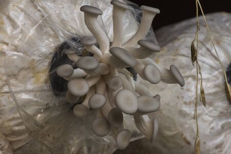 Oyster mushrooms fresh mushrooms closeup, sensitive focusの写真素材