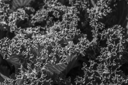 close up of a leaf of fresh organic kale with an interesting pattern and texture on top of the leaf, Sensitive Focusの写真素材