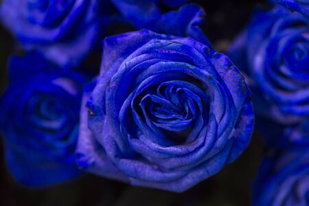 A blue rose with green leaves on a dark background. Sensitive Focus.の写真素材